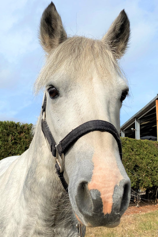 Headshot of William