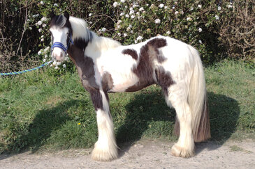 Bertie