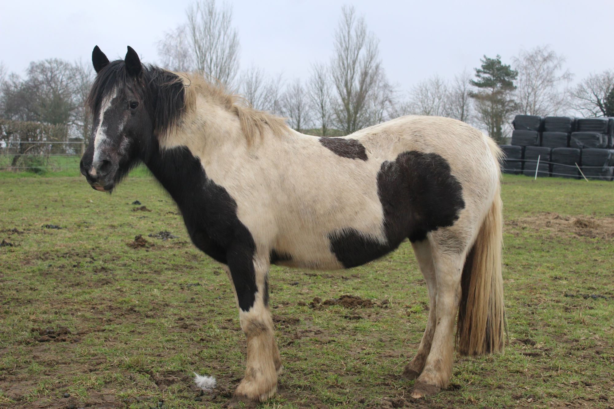 photo of Dolly
