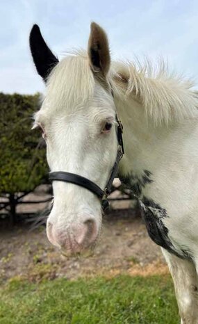 Headshot of Calderberry Sparke - white horse with head collar on