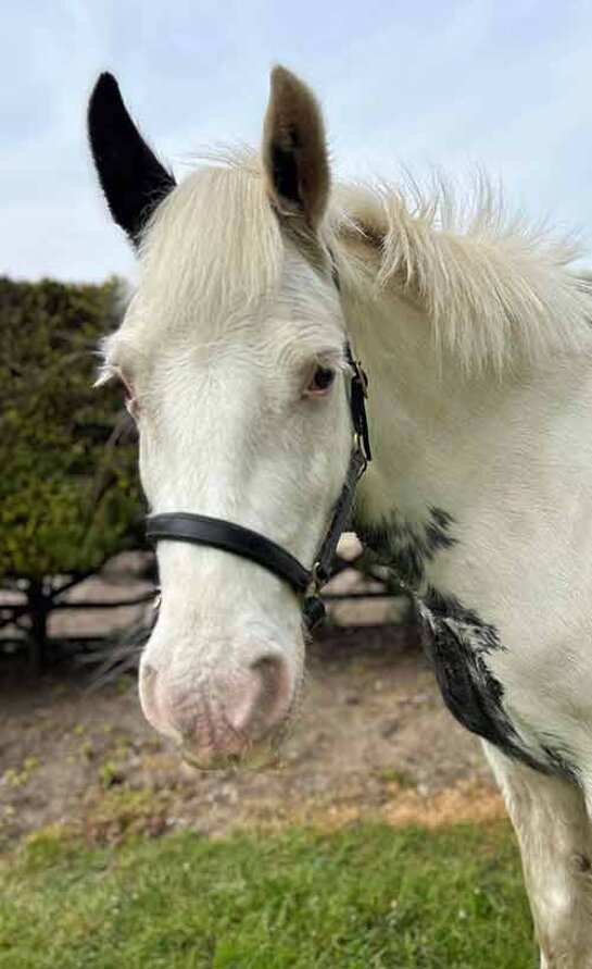 Headshot of Pandora