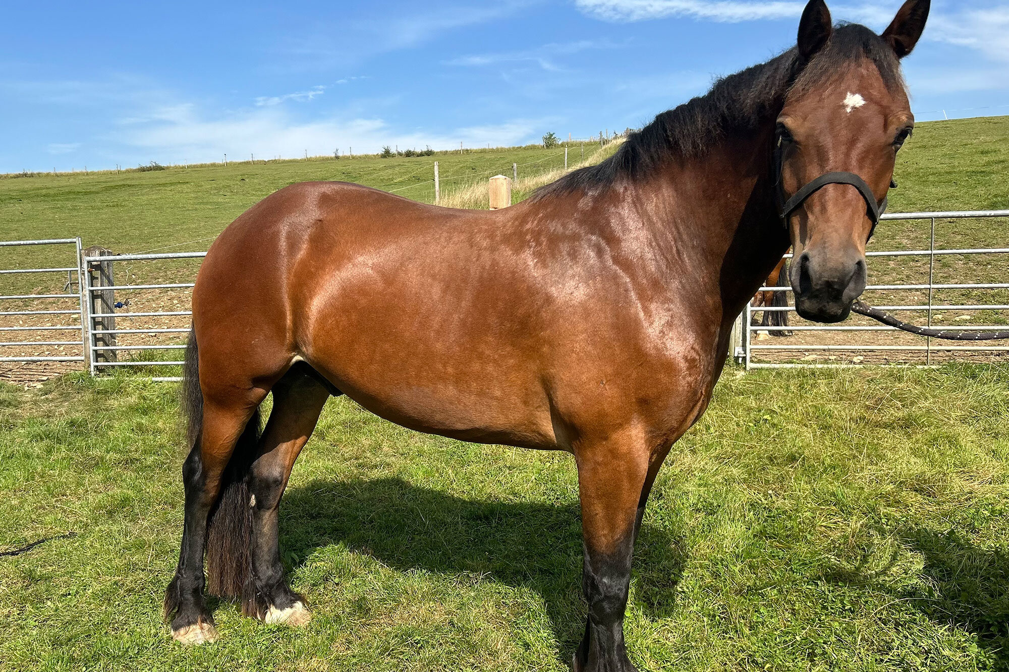 photo of Coeddyffryn Nero (Max)