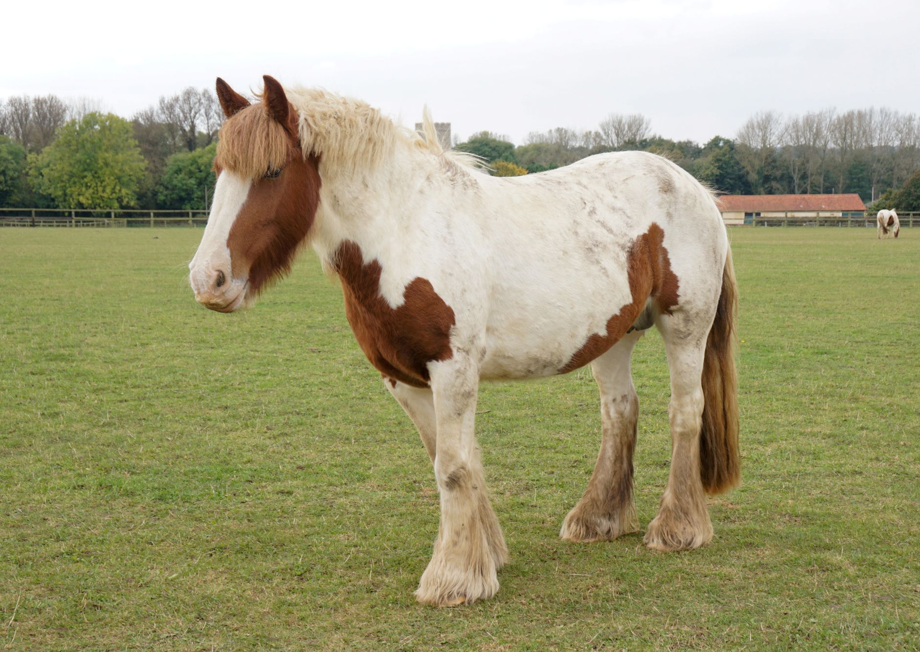 photo of Choc