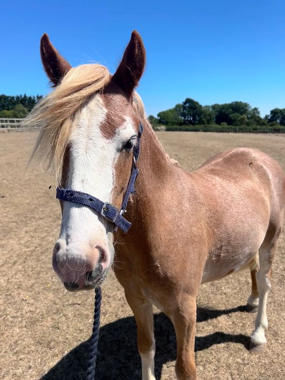Headshot of Cinnamon