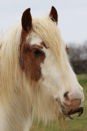 Headshot of Calderberry Sparke - white horse with head collar on