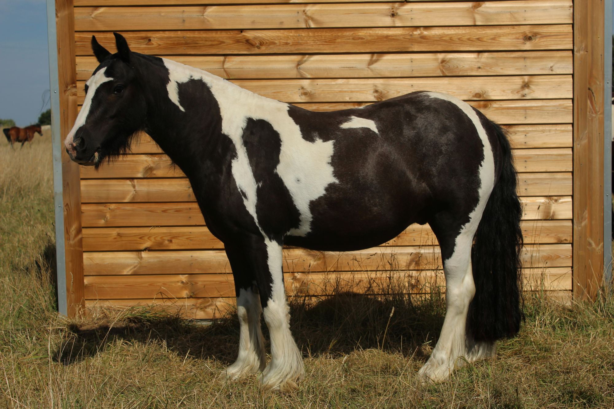Additional image of Olaf