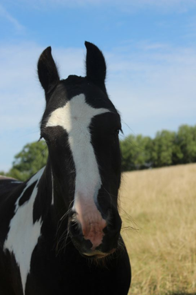 Headshot of Olaf