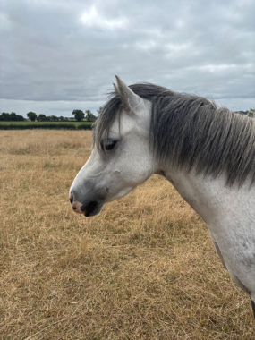 Headshot of Tinsel