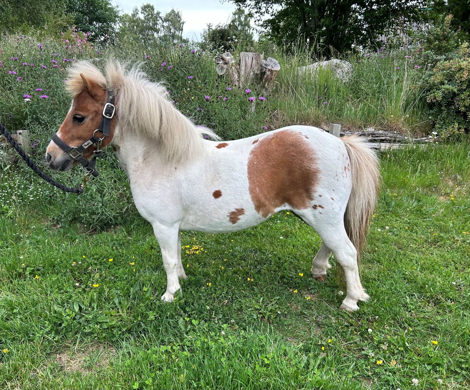 photo of Roadside Mischief