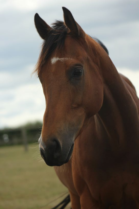 Headshot of The Expert