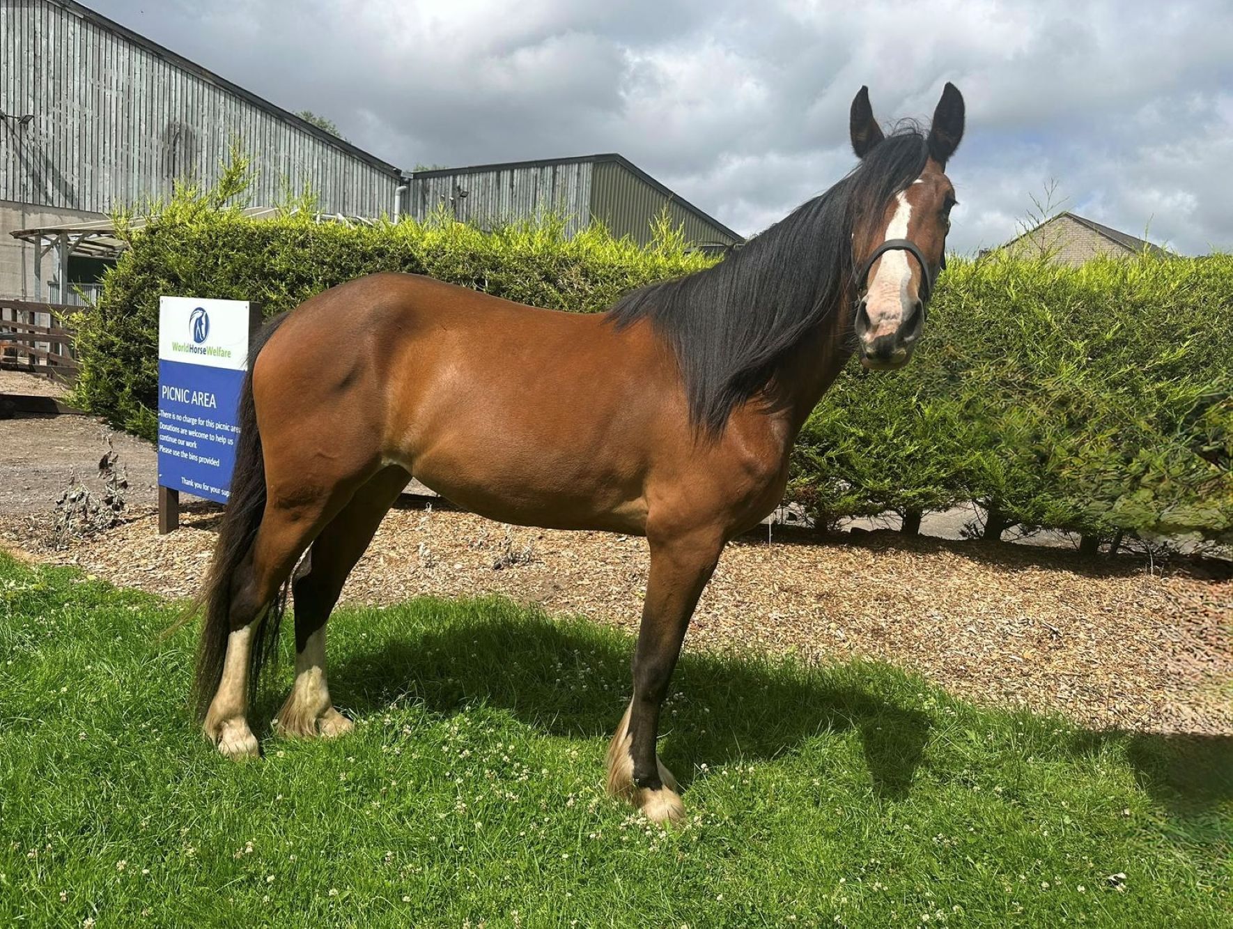 photo of Miss Catherine The Great  (Bo-Peep)