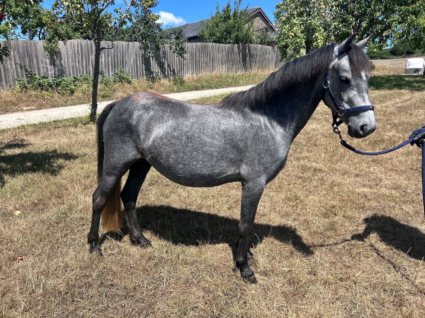 photo of Pepper