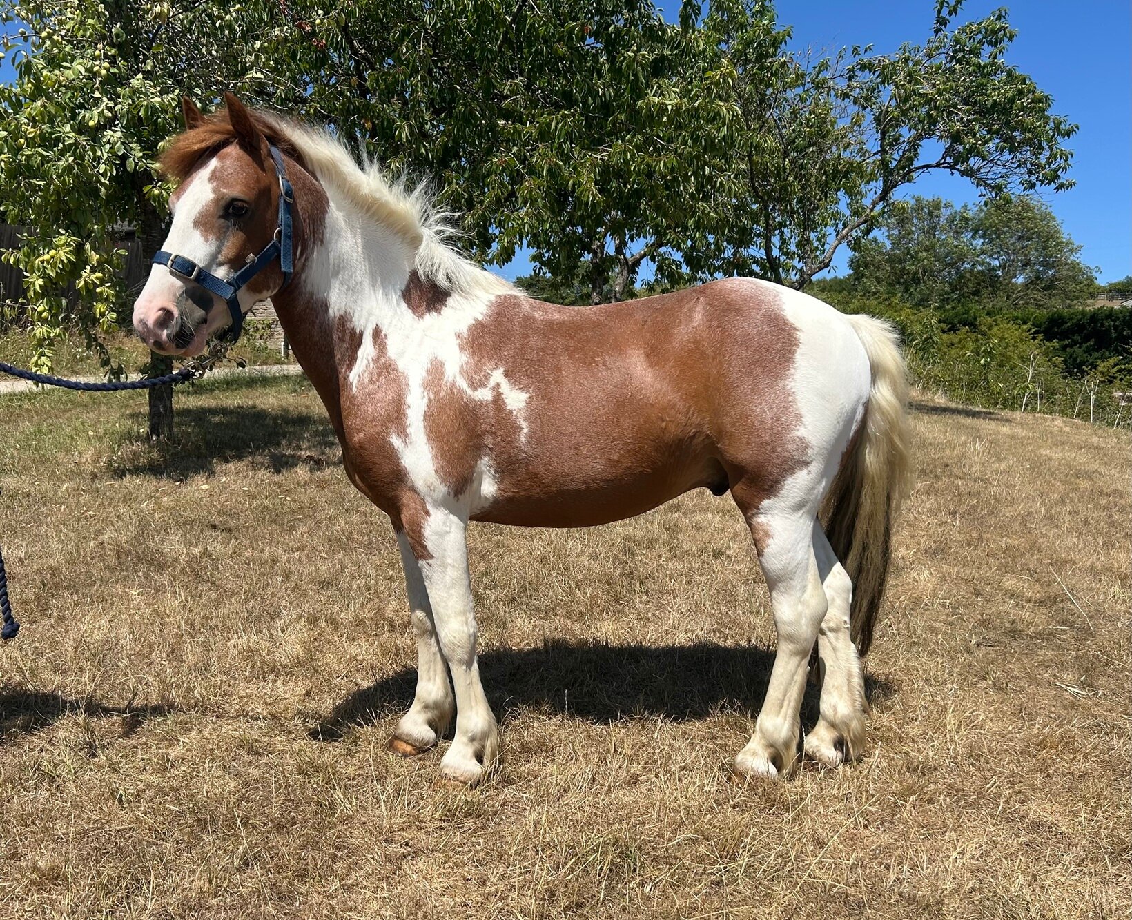 Additional image of Basil