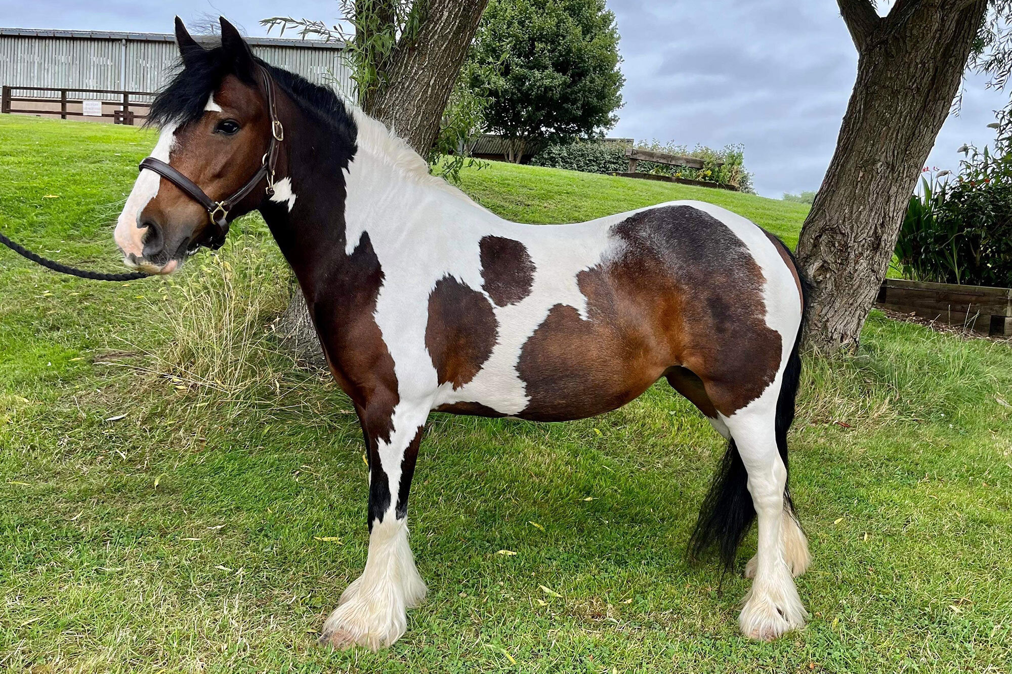 Additional image of Flick