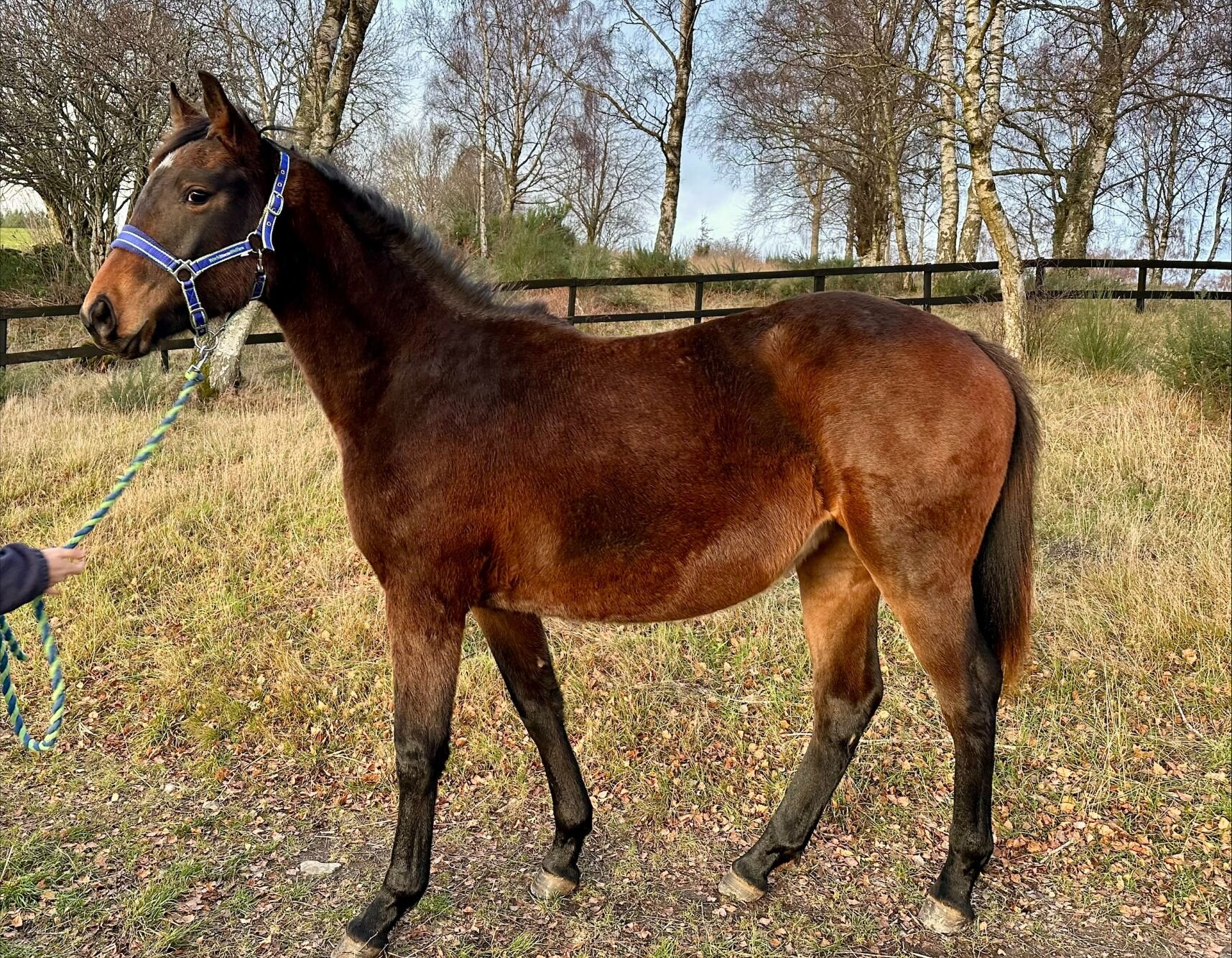 Additional image of Akakura