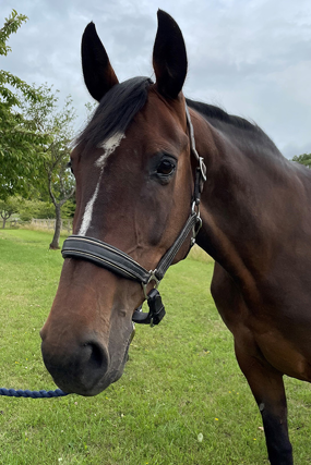 Headshot of Quainton Covergirl (Darcy)