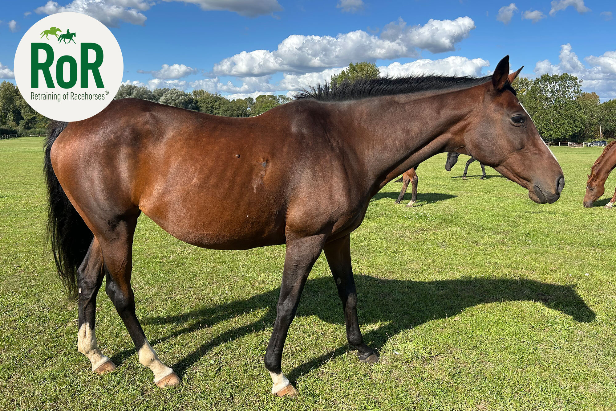 photo of Laurel Star