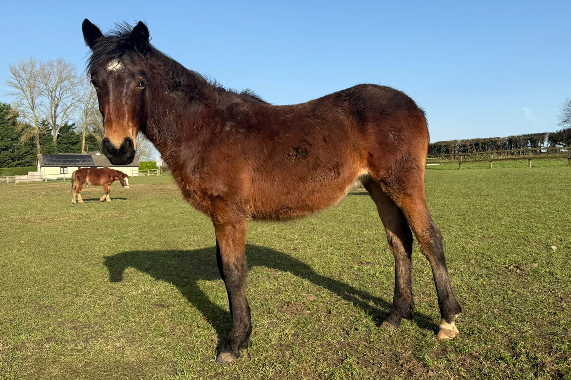 photo of Joy (Nancy)