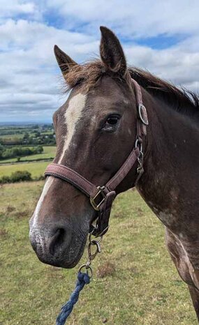 Headshot of Calderberry Sparke - white horse with head collar on