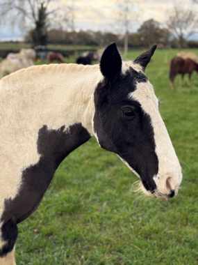 Headshot of Henrietta