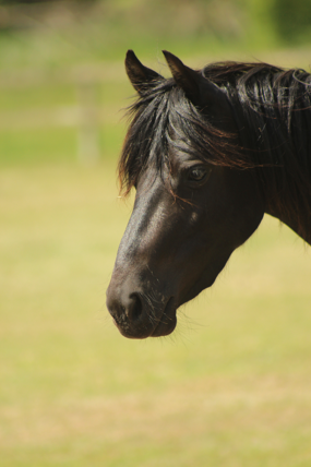 Headshot of Petal