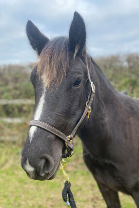 Headshot of Calderberry Sparke - white horse with head collar on