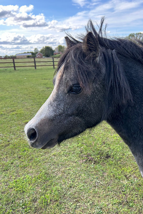 Headshot of Montana