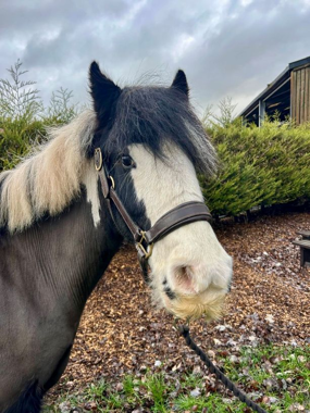 Headshot of Wednesday