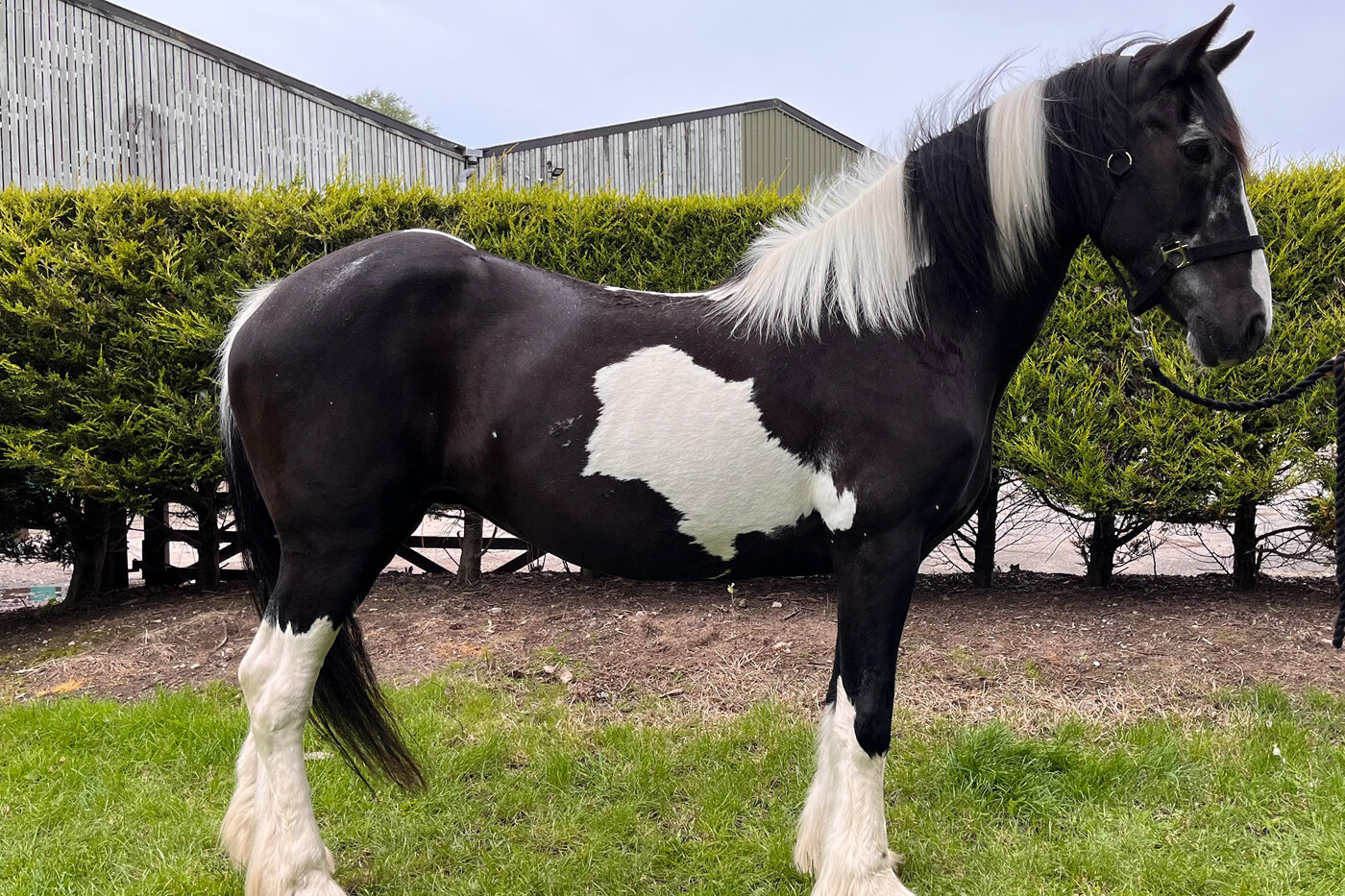 Rehome a horse | Meet Darcy - World Horse Welfare