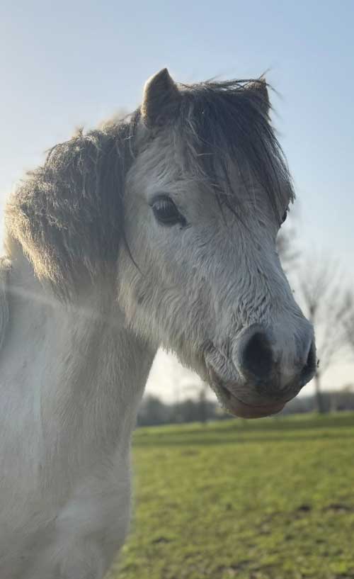 Additional image of Minnie