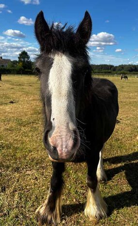 Headshot of Calderberry Sparke - white horse with head collar on