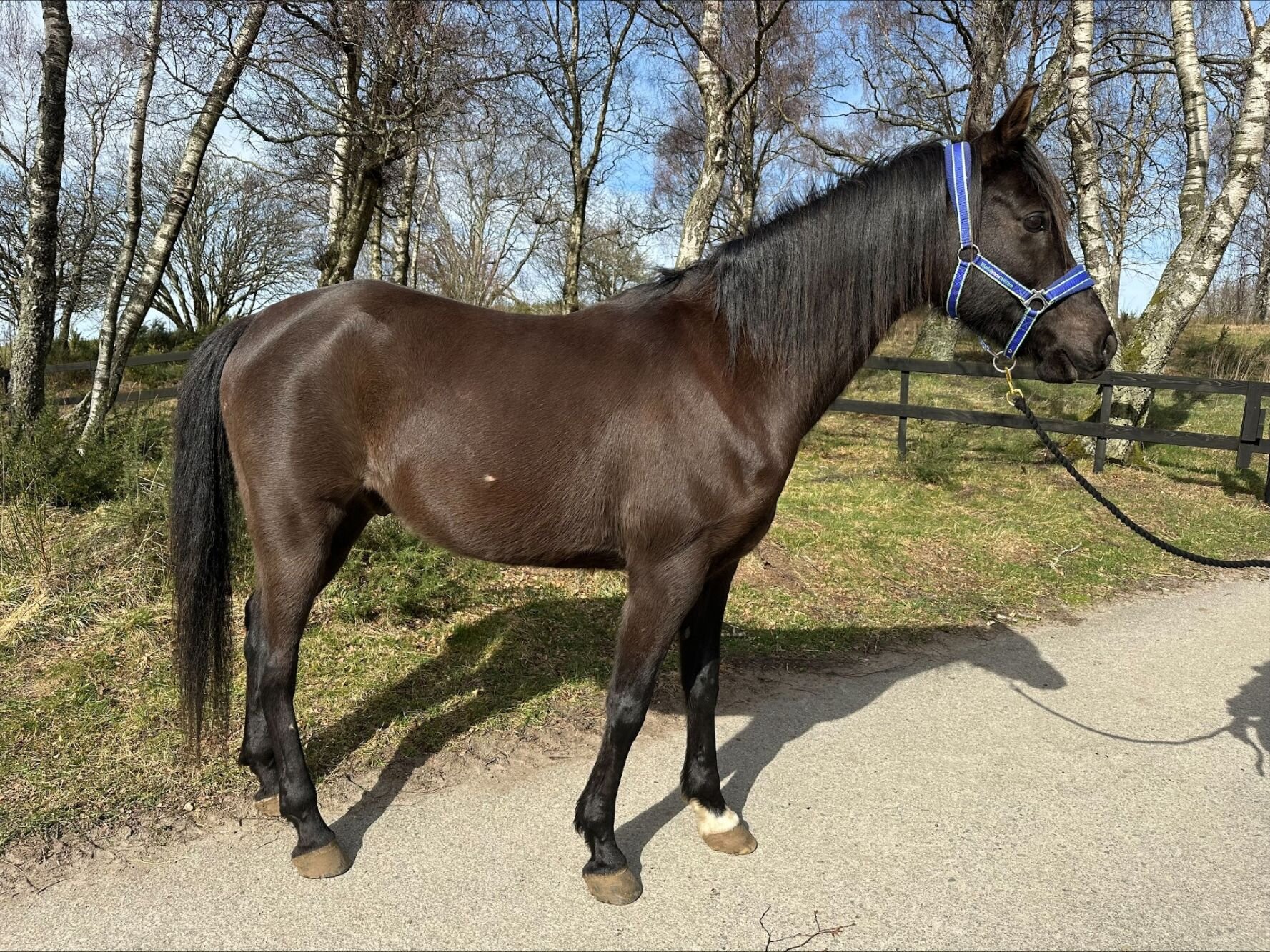 Additional image of Baariq