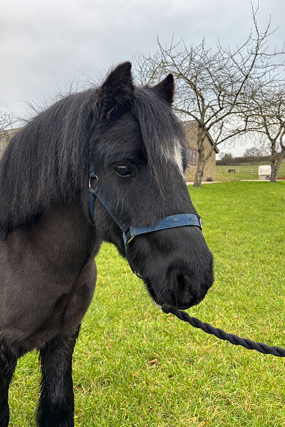 Headshot of Dave (Thunder)