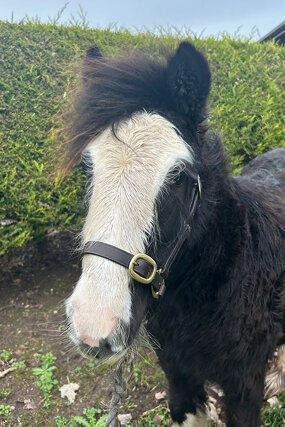 Headshot of Calderberry Sparke - white horse with head collar on