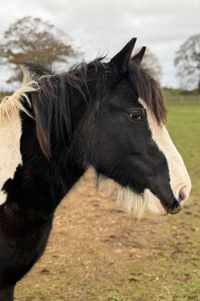Headshot of Dappled Lady