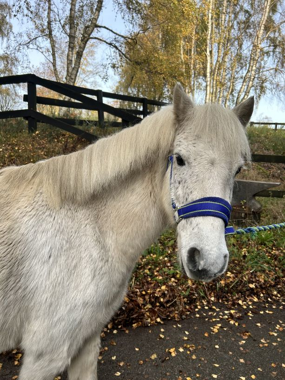 Headshot of Itsy Bitsy