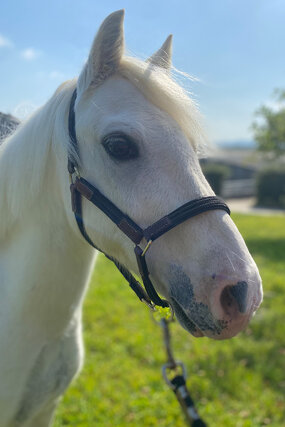 Headshot of Calderberry Sparke - white horse with head collar on