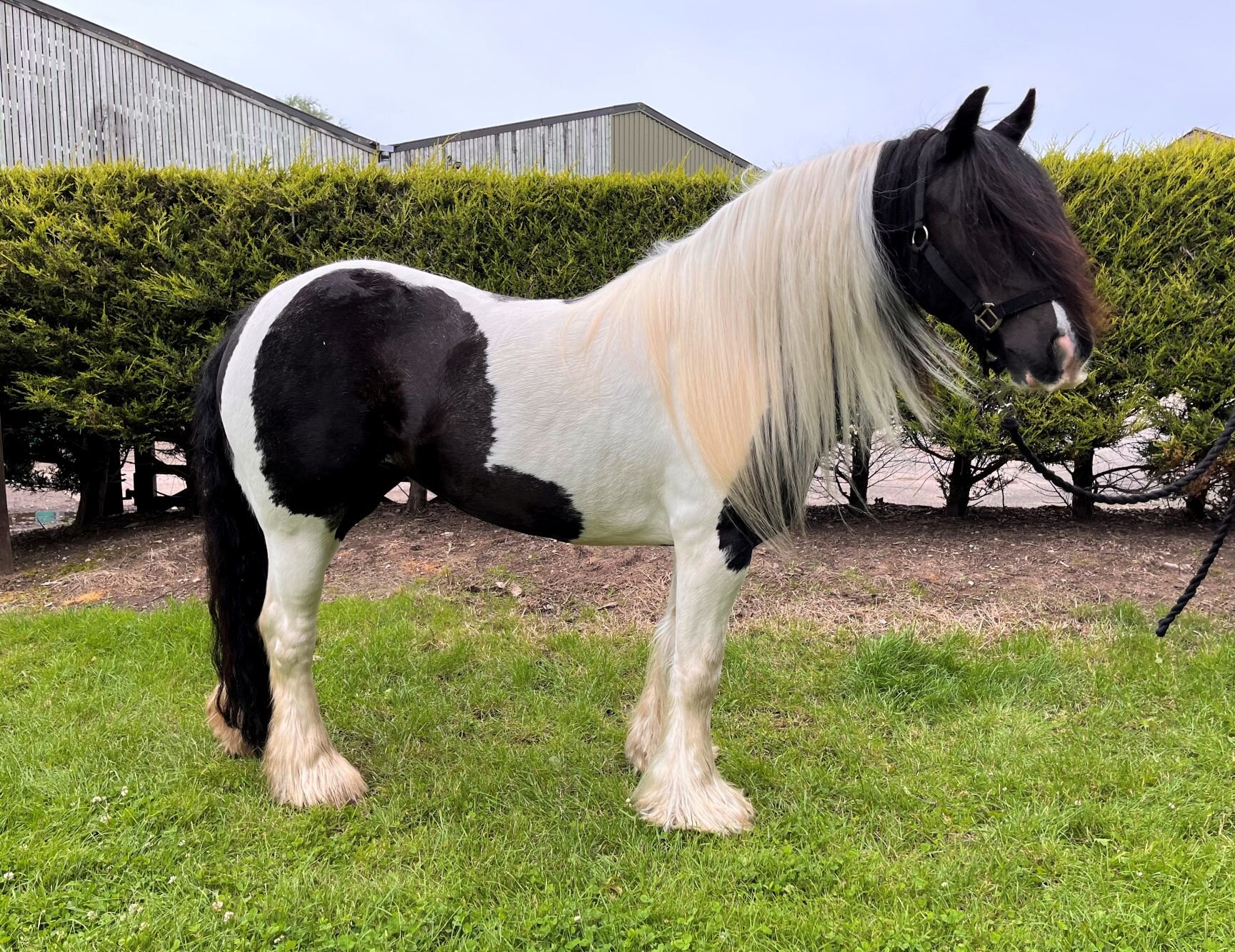Additional image of Tink
