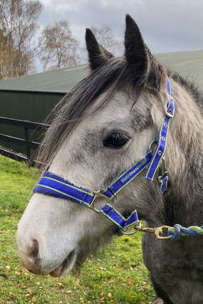 Headshot of Calderberry Sparke - white horse with head collar on