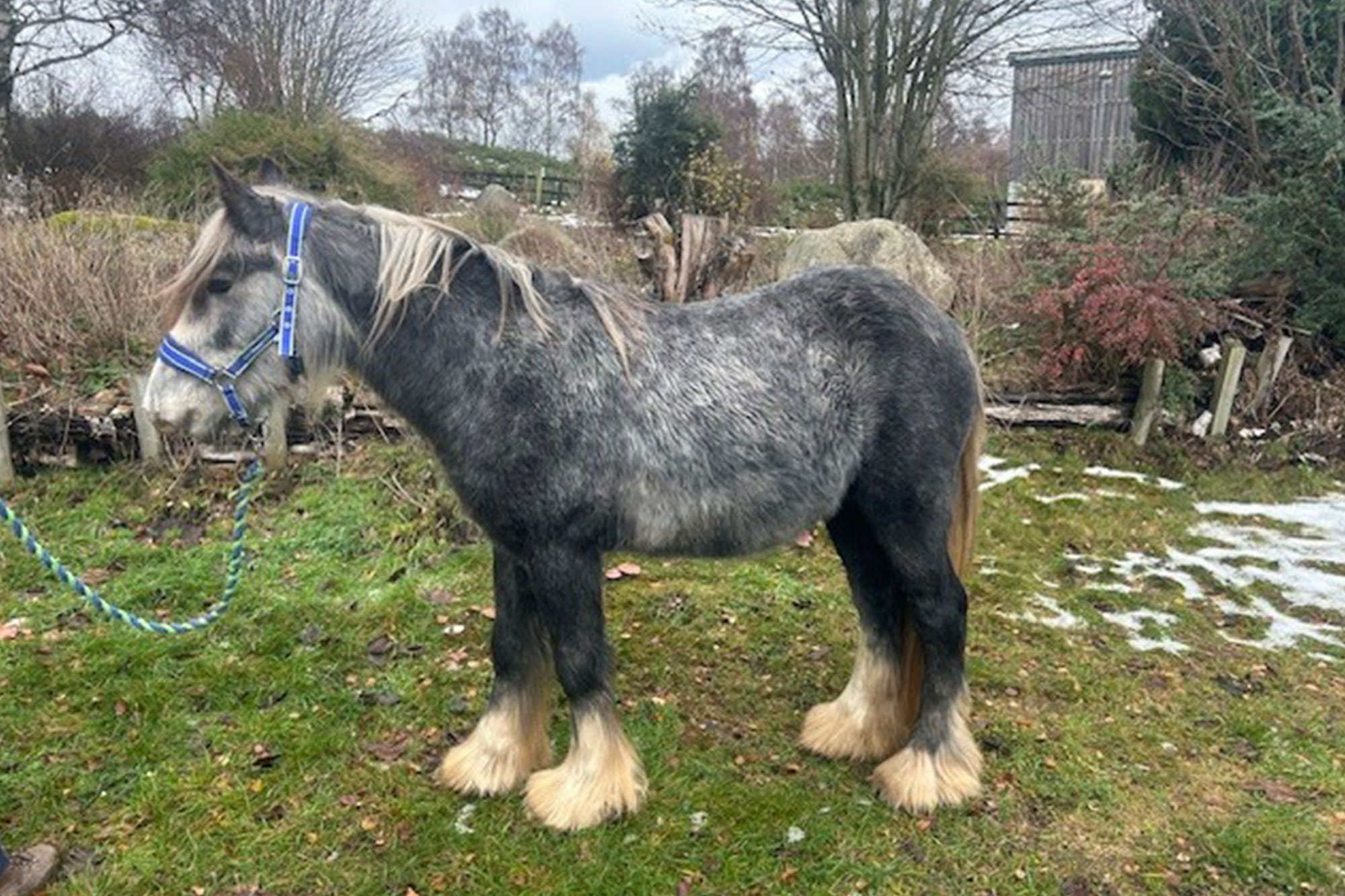 Additional image of Theodore