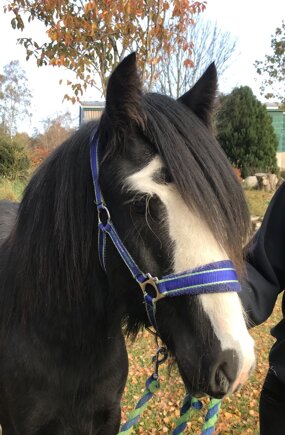 Headshot of Calderberry Sparke - white horse with head collar on