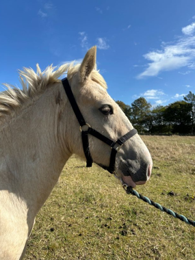 Headshot of Cratloe Blondie
