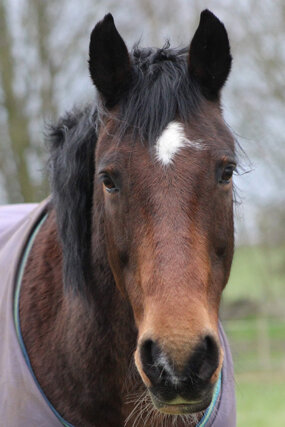 Headshot of Calderberry Sparke - white horse with head collar on