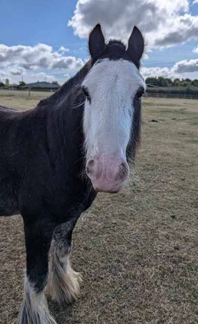 Headshot of Calderberry Sparke - white horse with head collar on