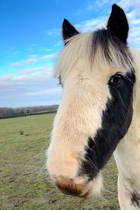 Headshot of Calderberry Sparke - white horse with head collar on