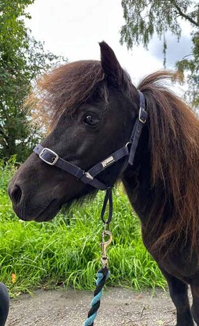 Headshot of Calderberry Sparke - white horse with head collar on