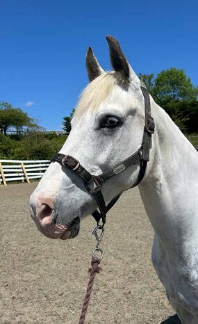 Headshot of Calderberry Sparke - white horse with head collar on