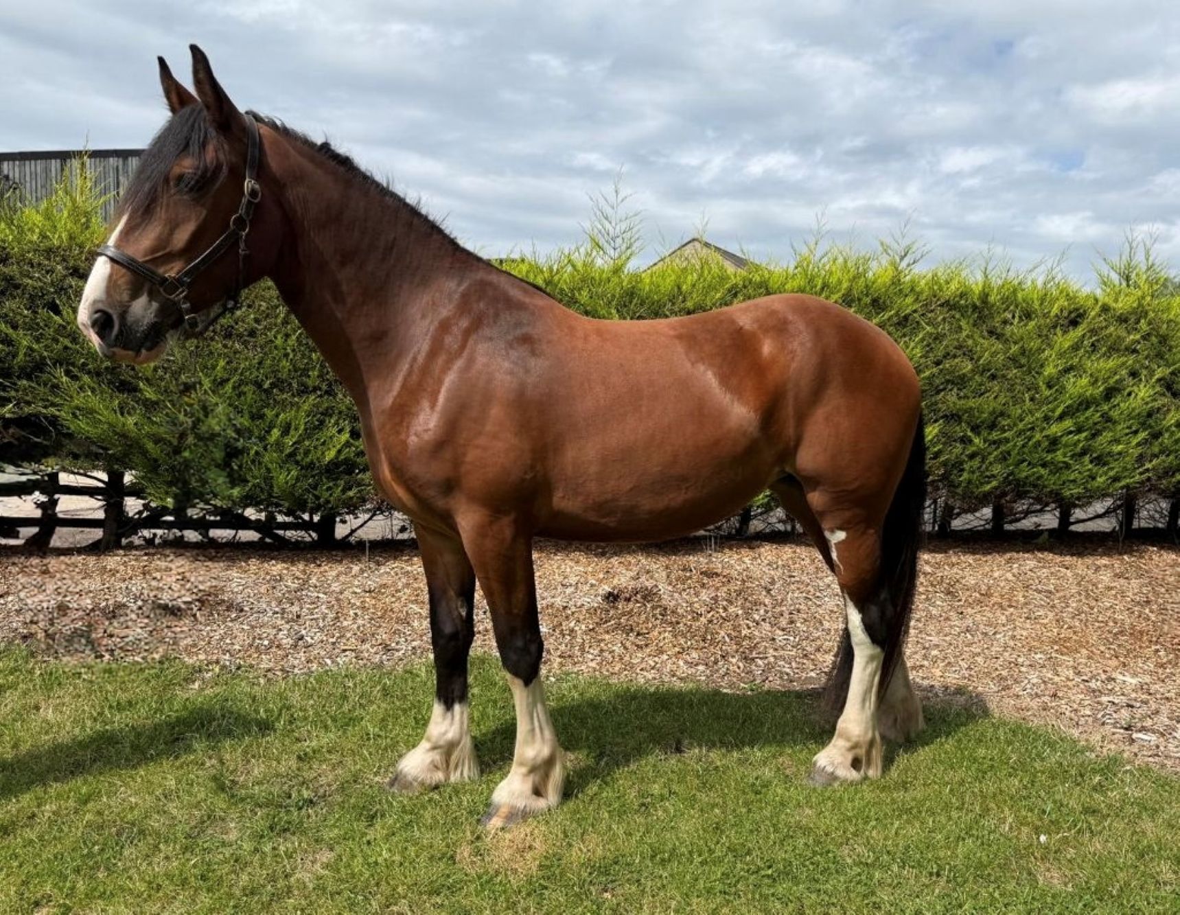 Additional image of Miss Diana (Belle)