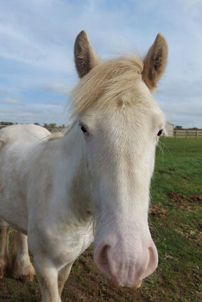 Headshot of Calderberry Sparke - white horse with head collar on