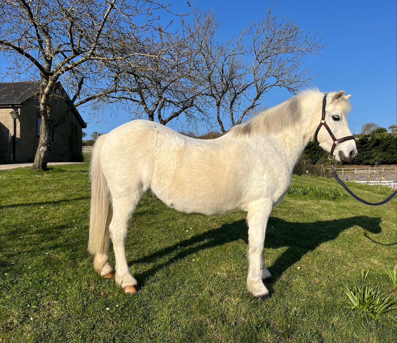 Additional image of Sunnyhill Raindrop